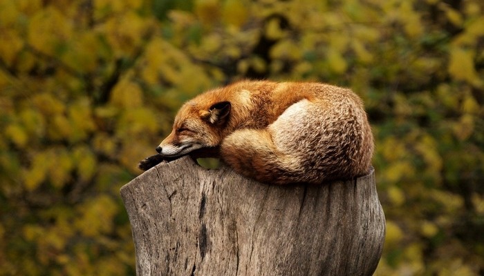 Les troubles du sommeil